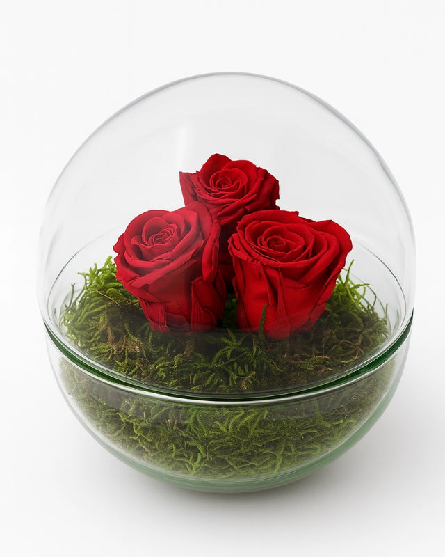 TIRYTHRY: tres rosas liofilizadas rojas con musgo preservado en esfera de cristal.