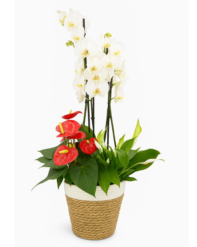 Composición floral con orquídea blanca, Anturio rojos y Spathiphyllum en cesta natural – Flores La Paz